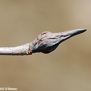 Nannyberry flower bud