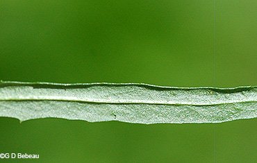 leaf underside