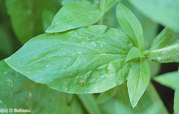 lower leaf