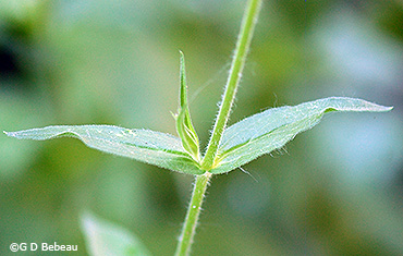 upper leaf