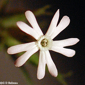 flower at night