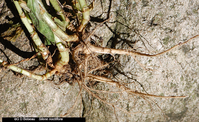 root system