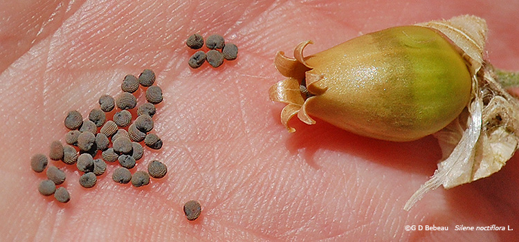 seeds
