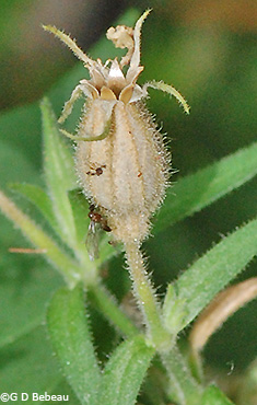 seed capsule