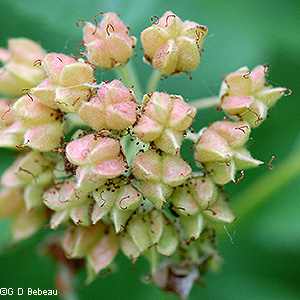 Seed capsules