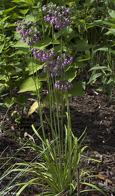 Full  Plant