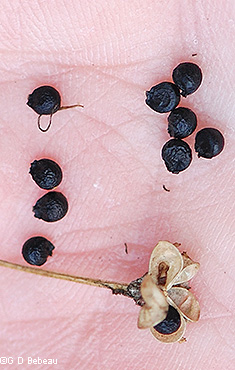Seeds
