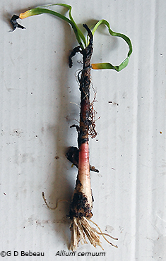 root