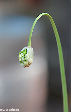 Nodding wild onion buds