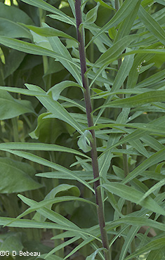 Stem leaves