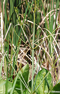 Northern Water Plantain stem