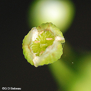 Northern Water Plantain flower
