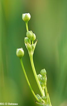 Northern water plantain flower buds