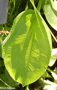 Northern Water Plantain leaf