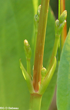 Northern Water Plantain stem nodes