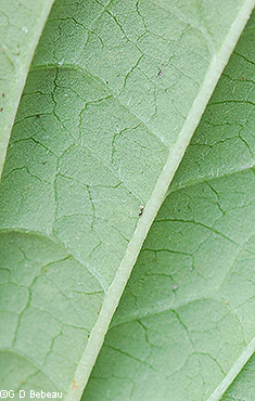 leaf underside