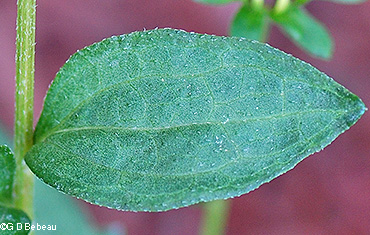 Stem leaf