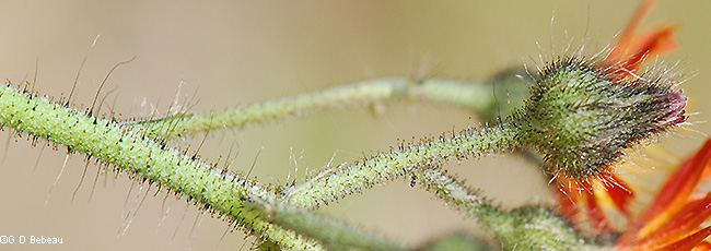 Stem