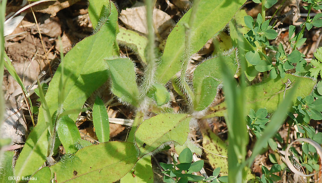 Basal leaves