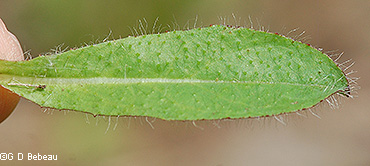 Upper leaf surface