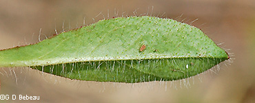 Leaf underside