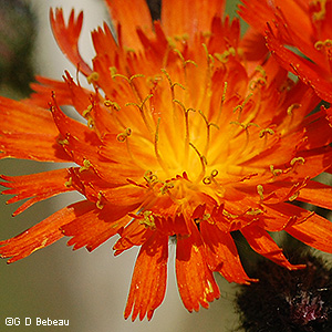 Flower close-up