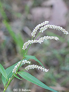 pale smartweed