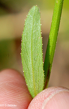 stem leaf