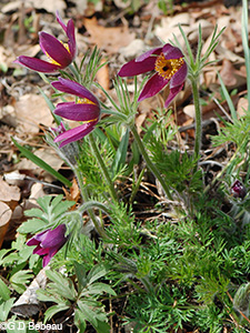 Pasque Flower
