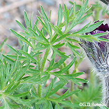 Pasque Flower leaf