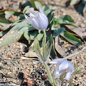 Pale color Flower