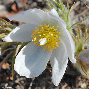 Pale color flower head