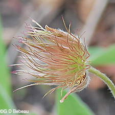 Pasque Flower seed head