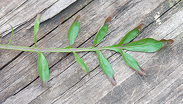 stem leaf