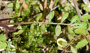 stem leaf