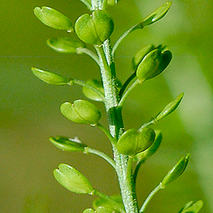 seed capsules