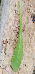 Philadelphia Fleabane basal leaf