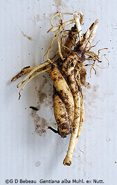 root