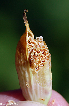 seed capsule