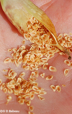 seeds