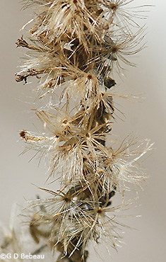 seed heads