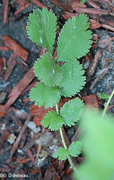 basal leaf