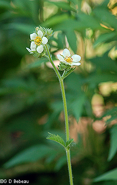 Inflorescence