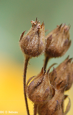 seed capsules