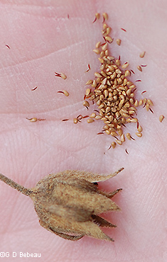 seeds