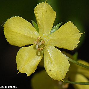 flower close-up