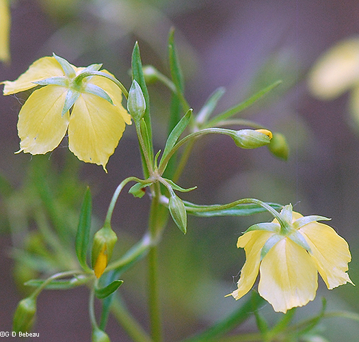 Sepals and flower whorl