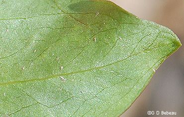 leaf underside