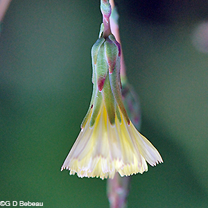 Prickly lettuce bracts