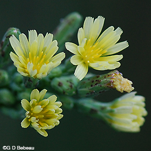 Prickly lettuce flower
